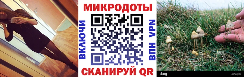 Галлюциногенные грибы Psilocybe Салехард